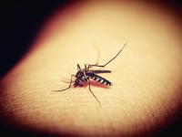 Mosquito auf Arm