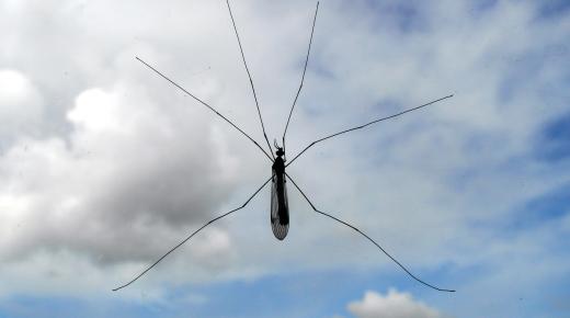 Mosquito an Fenster