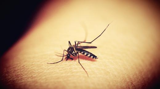 Mosquito auf Arm